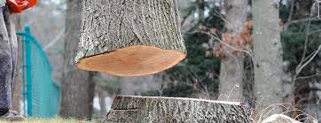 Best Emergency Tree Removal  in Santa Clara, CA