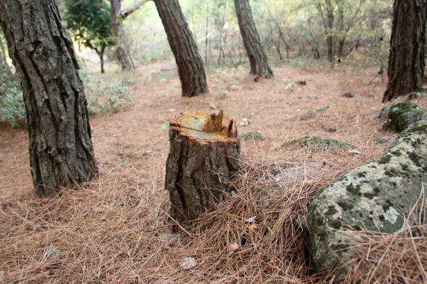 How Our Tree Care Process Works  in  Santa Clara, CA