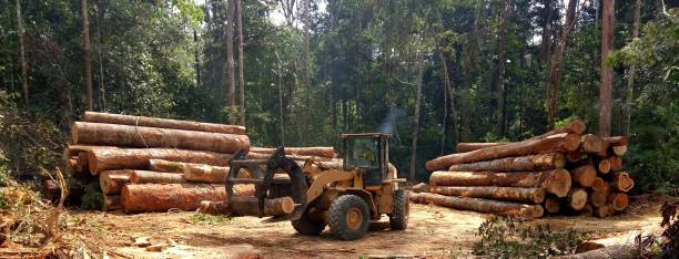 Best Firewood Processing and Delivery  in Santa Clara, CA
