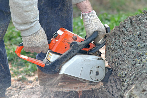 Best Tree and Shrub Care  in Santa Clara, CA