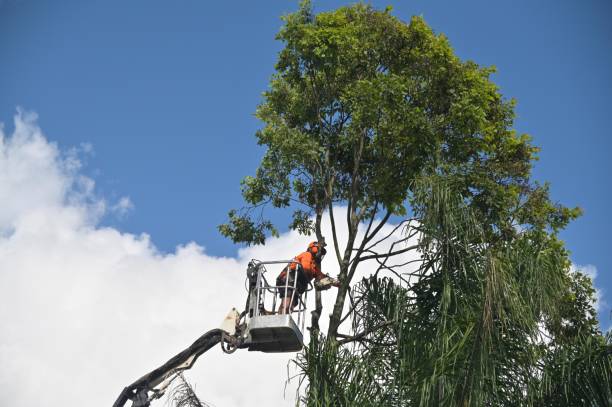 Best Landscape Design and Installation  in Santa Clara, CA