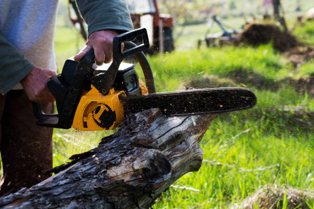 Best Tree Preservation Services  in Santa Clara, CA